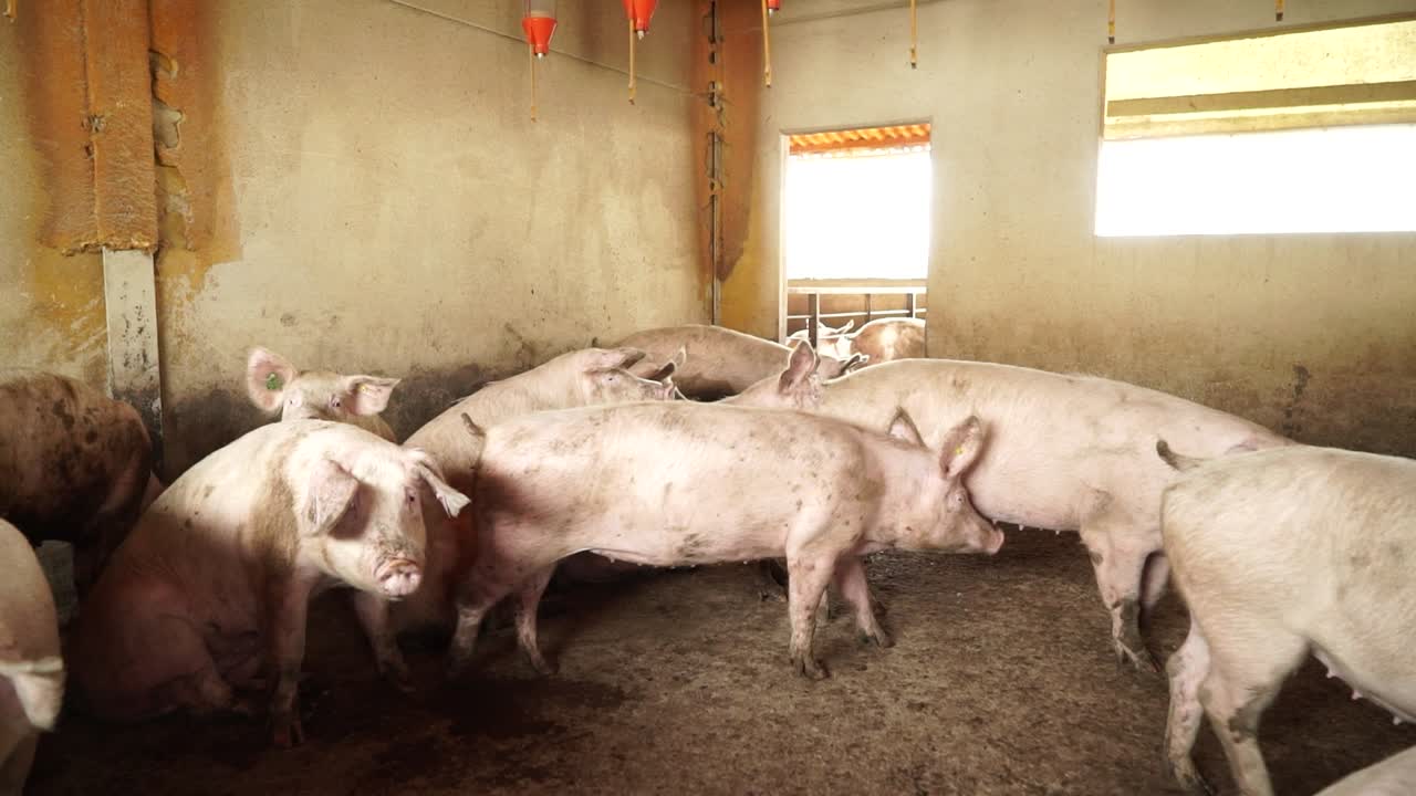 Well built pigs standing in dirty room in group