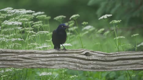 un pájaro asusta a un grackle común encaramado, cámara lenta