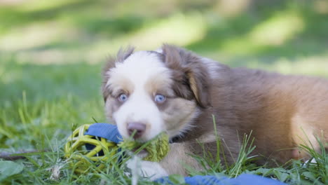 a red merle miniature american shepherd is playing with a yellow-blue toy