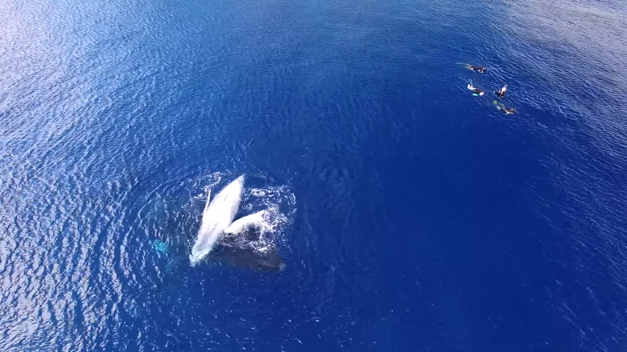 vista aérea de una madre y una cría de ballenas jorobadas jugando juntas mientras los buzos observan