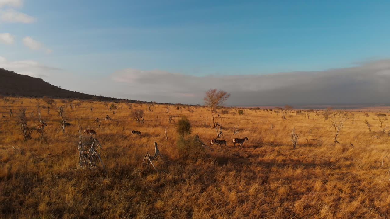 Una vasta pianura con una piccola mandria di zebre, nel Tsavo Ovest, Kenya.