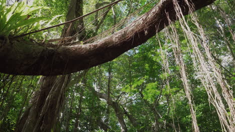 Slow-motion-push-through-tropical-rainforest,-under-vine-covered-branch