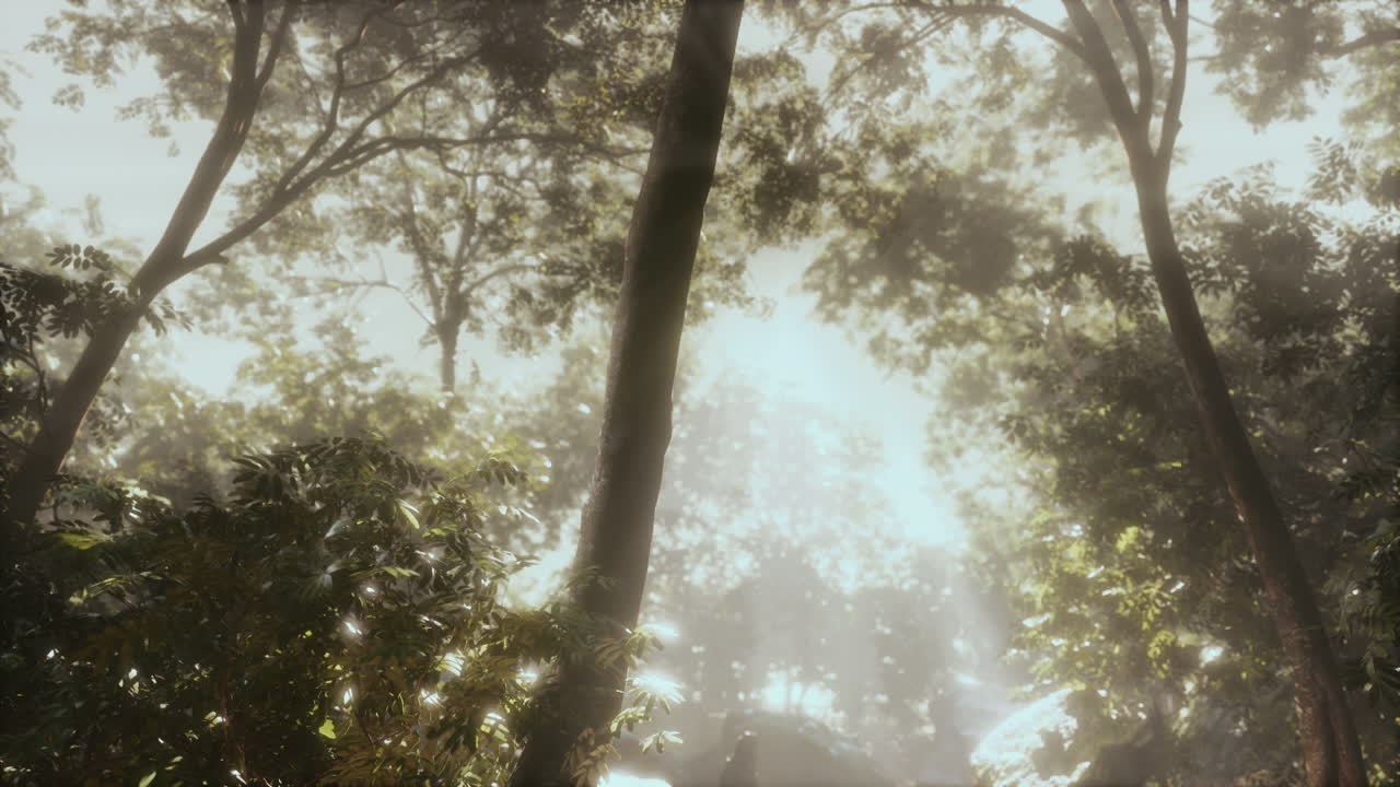 아침 일찍  ⁇ 빛이 넘치는 숲