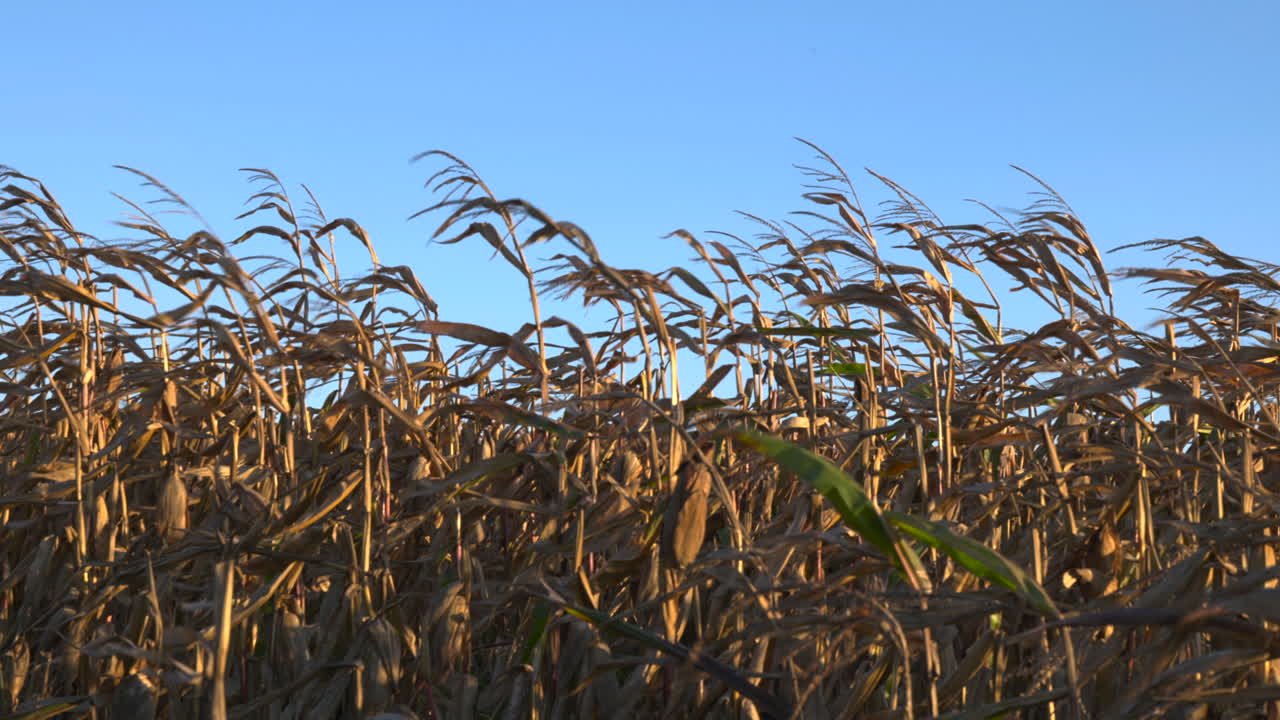 Dry cornfield in the wind, autumn on a clear day with blue sky