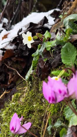 primrose cyclamen wild flowers in winter beautiful nature landscape scenic mountain hyrcanian forest iran mazandaran violet blossom flora garden leaf petal spring yellow botany closeup outdoor rain