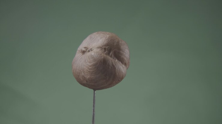 Hazelnut rotating with loop on green screen for chroma key