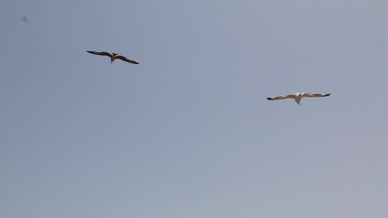 갈매기와 함께 에사우이라의 반짝이는 바다 위를 날다
