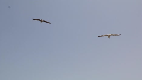 Vuela-Con-Las-Gaviotas-Sobre-El-Mar-Centelleante-De-Essaouira