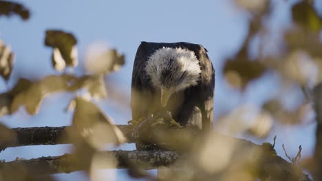 Der-Weißkopfseeadler-Auf-Einem-Ast-Frisst-Mit-Seinem-Scharfen-Schnabel-Ein-Stück-Lachs