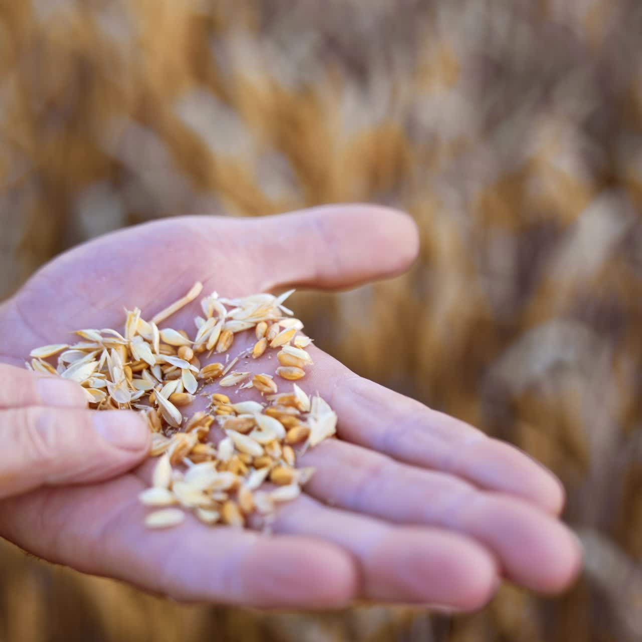 Grains of ripe dry wheat on the palm of an old man. Farmer examining the ripeness of corn before harvesting. Close up