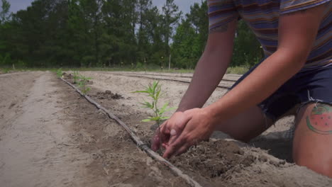 man plants hemp in garden on a sunny day at the farm