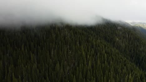 Lush-Green-Forest-Of-Pine-Trees-On-A-Misty-Day-In-Olympic-Peninsula,-Washington,-USA