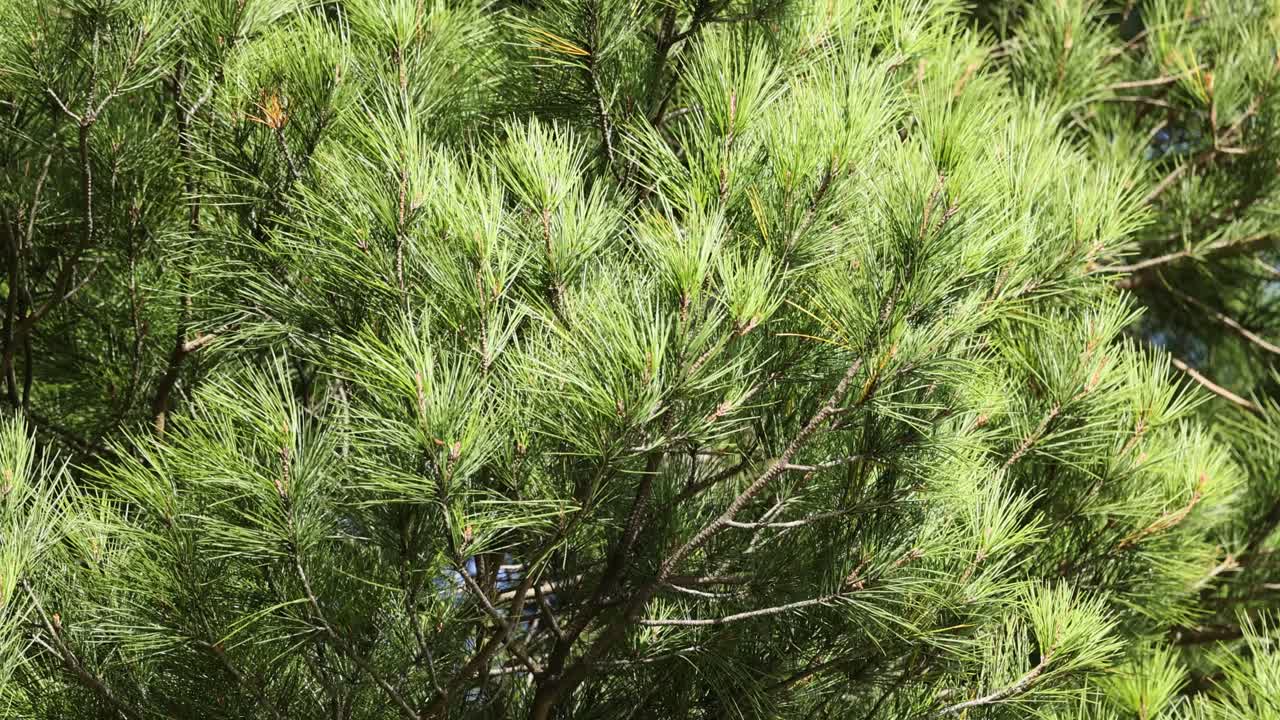 Austrian pine branches sway in the wind, showcasing vibrant green needles under natural daylight