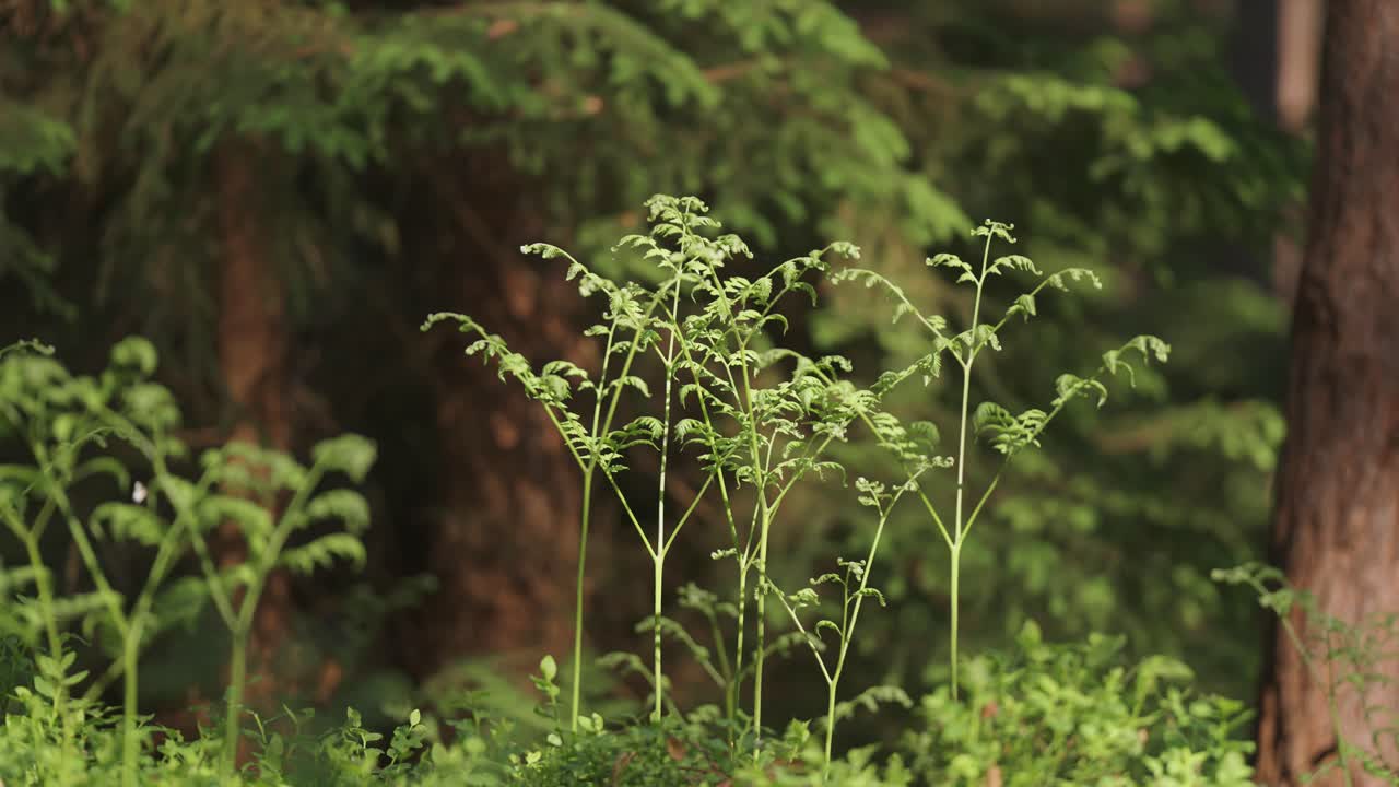 Green ferns in the lush forest undergrowth