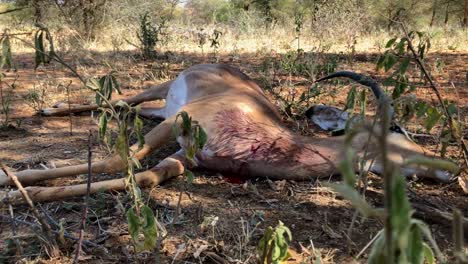 a dead impala lies in the dirt in the bush veld after being shot by a hunter