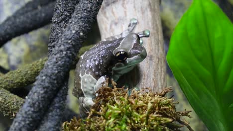 Cute-Amazonian-Milk-Frog-sits-quietly-on-branch-in-amphibian-terrarium