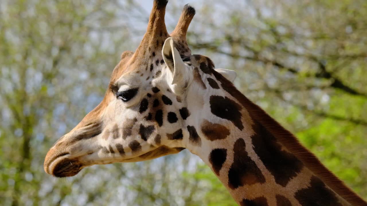 Primo piano di una giraffa che mastica, al rallentatore, 400mm.