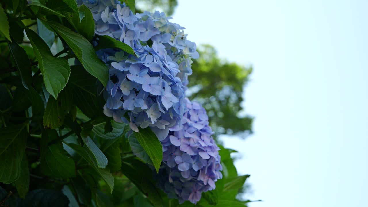 푸른 하늘 을 배경 으로 아름다운 완전 한 꽃 을 피우고 있는 호르텐지아 꽃 의 느린 동작