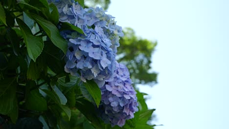 Slow-motion-view-of-beautiful-full-bloom-hydrangea-flowers-against-blue-sky