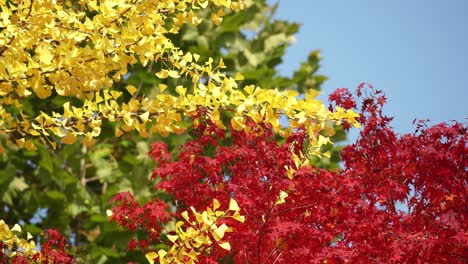 Gelber-Maidenhair-baum-Oder-Ginkgobaum-Und-Ahornrote-Baumaste-über-Blauem-Himmel-Im-Herbstpark-In-Korea