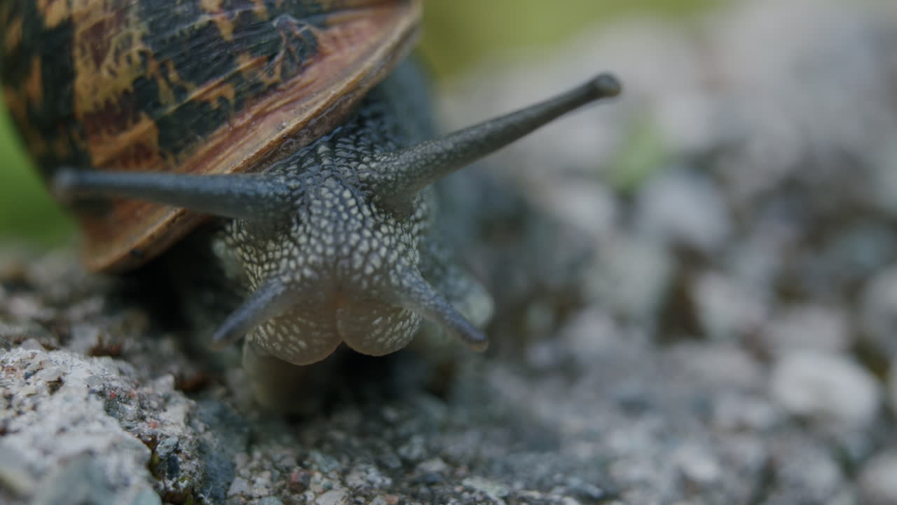 Garden snail extending out its head and tentacles from its shell
