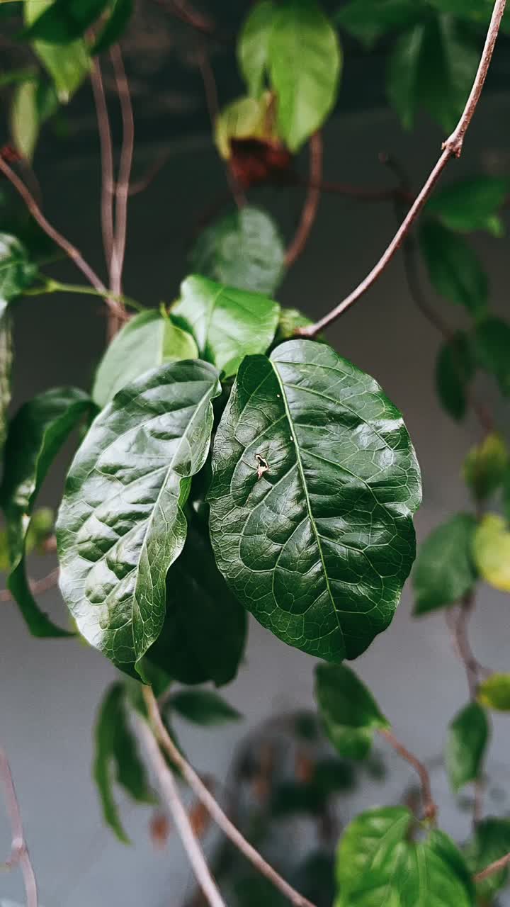 primer plano de hojas verdes vibrantes