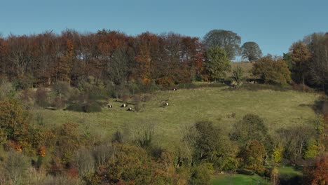 autumn countryside uk cows belted galaway aerial view cotswolds gloucestershire