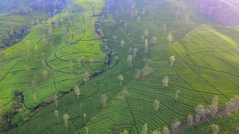 tiro de avión no tripulado de ojo de pájaro de la plantación de té verde en terrazas en la ladera de la montaña por la mañana