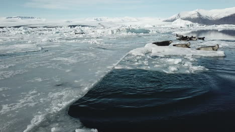 seals jumping into the water in beautiful glacial lagoon in iceland with blue sky