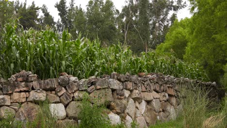 cultivos de maíz sobre un muro de piedra en la ciudad andina peruana de yungay
