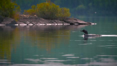 Pájaro-Colimbo-Nadando-En-El-Prístino-Lago-Quetico-En-Las-Aguas-Fronterizas-Bwca-Desierto-4k-Naturaleza