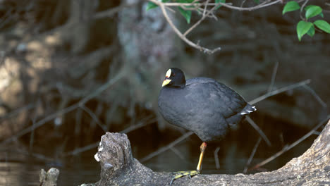 Red-gartered-Coot-showing-legs-while-standing-on-a-log-near-a-lake