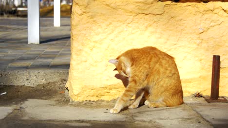 red homeless cat on the street in early spring