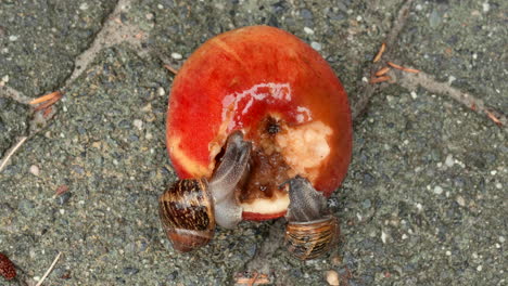 dos caracoles de jardín comunes comiendo una manzana