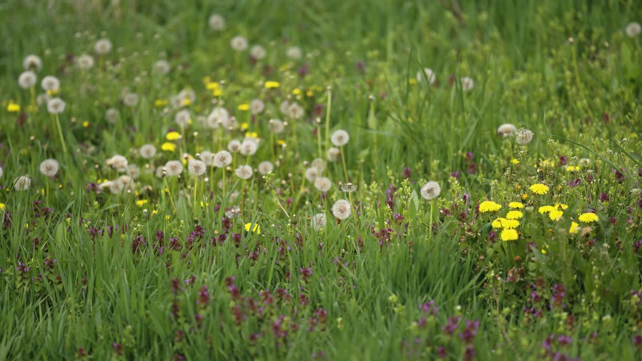 밝은 색 ⁇ 의 야생 꽃이 피는 울창한 초원