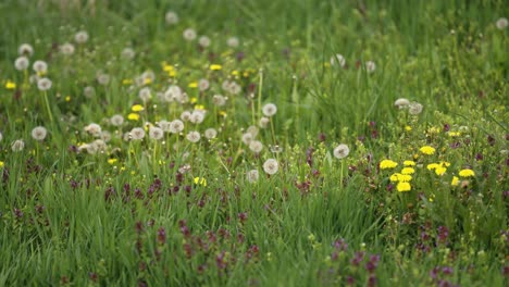 un exuberante prado lleno de flores silvestres de colores brillantes que florecen