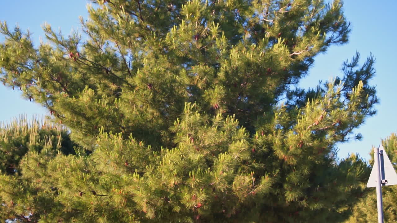 imágenes inclinadas de un pino ubicado en un parque atenas, grecia 60 fps