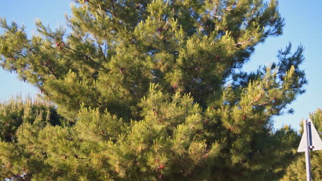 tilt footage of a pine tree located in a park athens, greece 60 fps