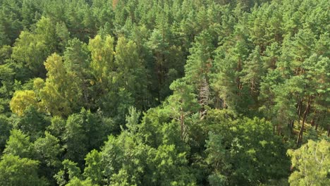 aerial: pine trees and road leading through the forest