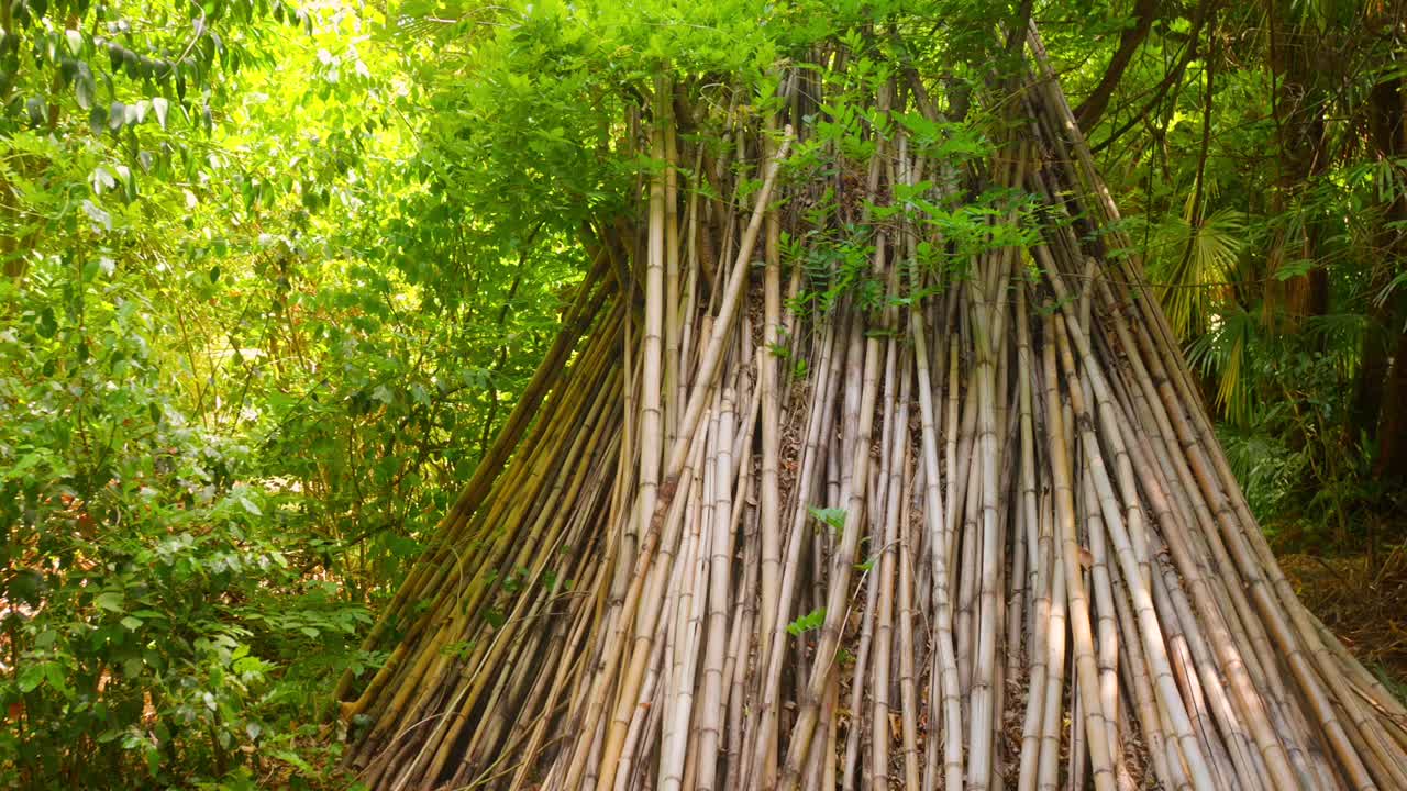 A vibrant bamboo pile stands tall amidst a lush green forest, showcasing its natural beauty