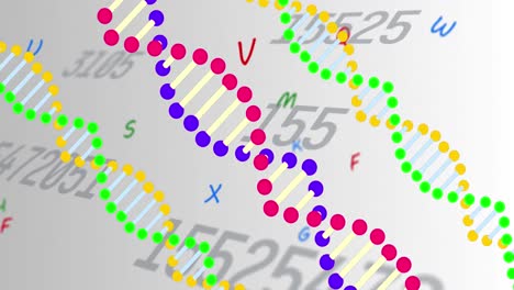 farbenfrohe dna-strukturen drehen sich gegen mehrere sich verändernde zahlen auf grauem hintergrund