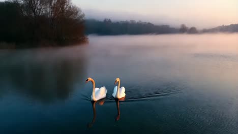 two swans in misty morning light