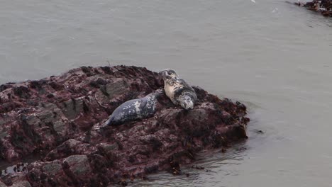 Focas-Grises,-Halichoerus-Grypus,-Asentado-Sobre-Rocas-En-El-Canal-De-Bristol,-Devon