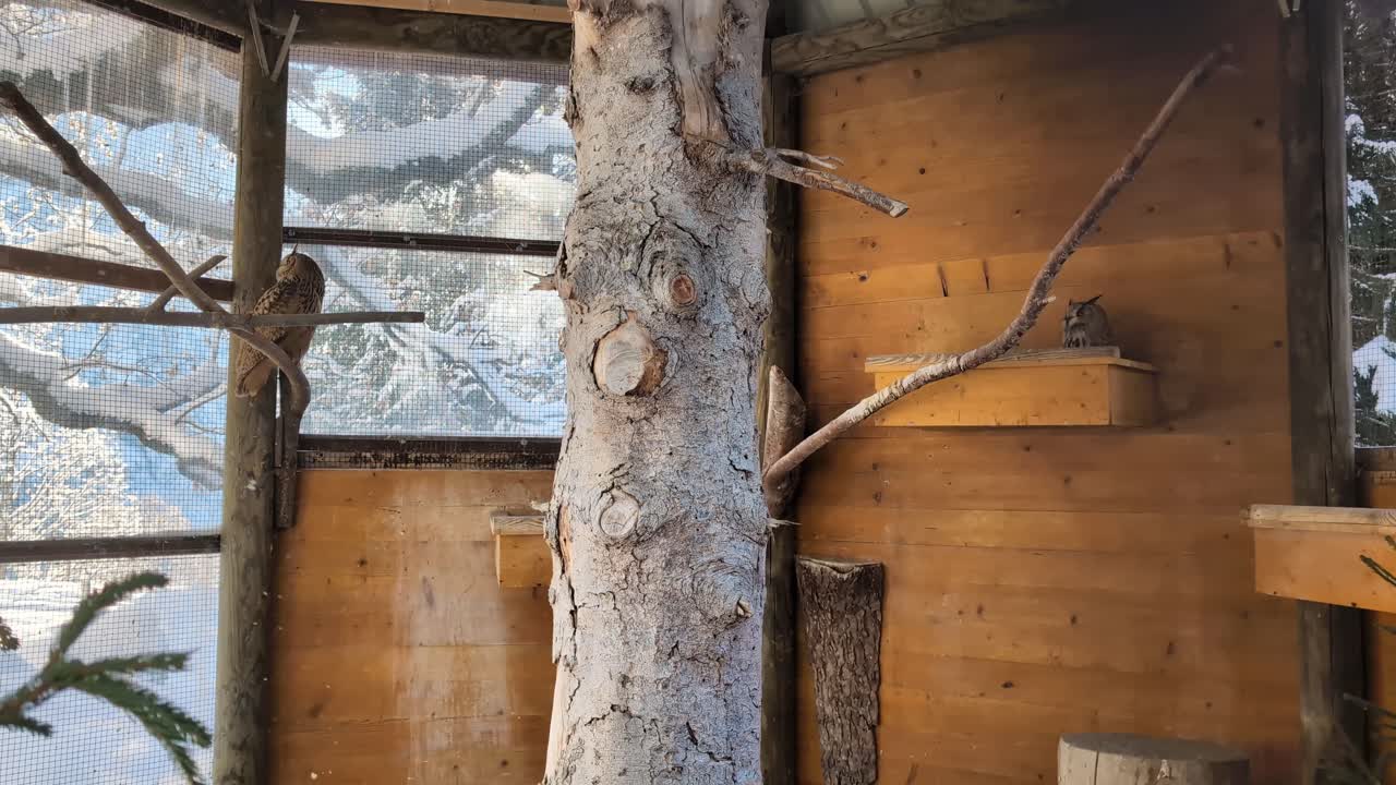 Two brown owls in a large cage in the winter, wildlife sanctuary