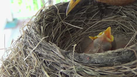 mother robin cleans her nest while two fuzzy baby robins beg for food