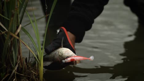 Pescador-Atrapando-Perca-En-Cámara-Súper-Lenta