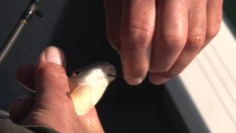 Angler-Hooking-The-Lips-Of-A-Live-White-Sucker-Fish---Closeup-Shot