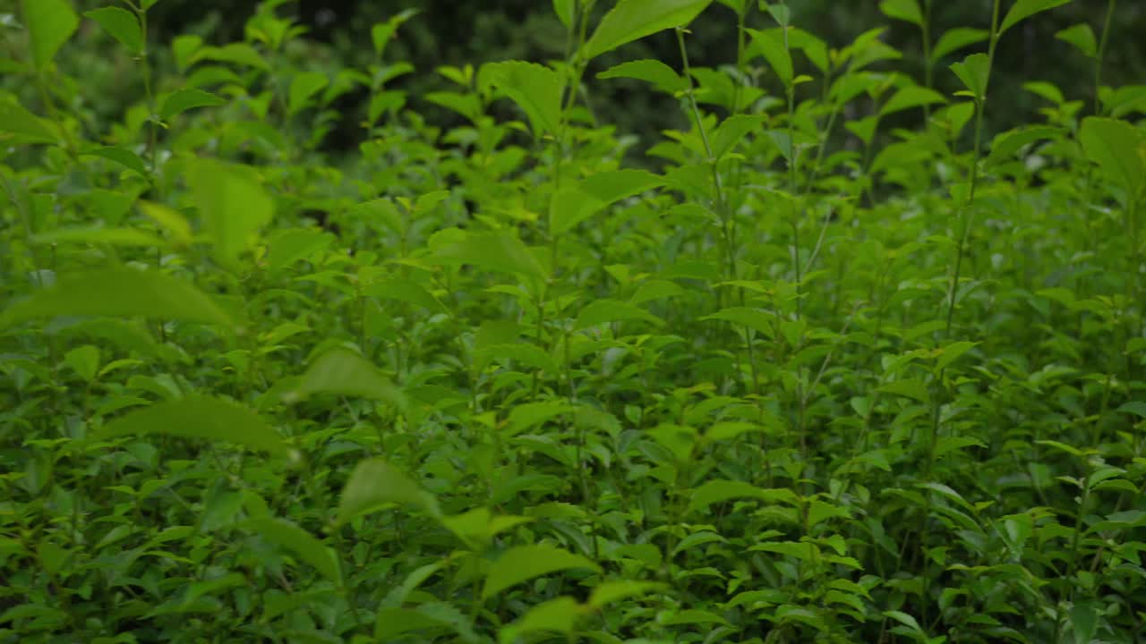 Close-Up Of Tea Bushes In Forest, With Green Lush Leaves and Dense Foliage, Tea Plantation