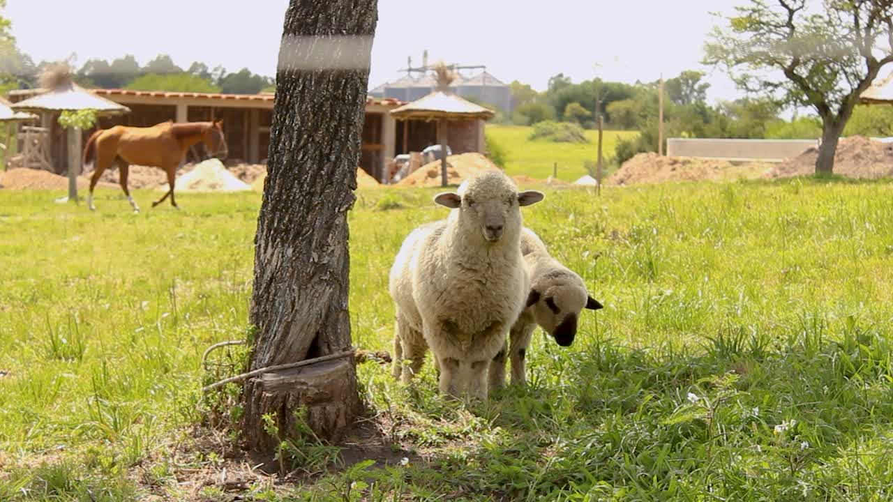 Pecora con agnello al pascolo in una campagna pastorale soleggiata, fienile rustico sullo sfondo, tranquilla scena rurale.