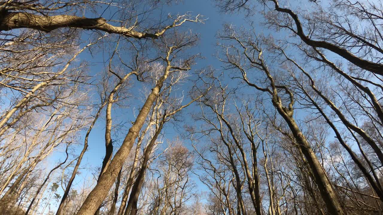 영화적 풍경: 나무 꼭대기